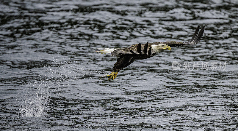 白头鹰(Haliaeetus leucocephalus)是一种发现于北美的猛禽。位于查塔姆海峡巴拉诺夫岛卡斯尼库湾的隐藏瀑布。阿拉斯加。